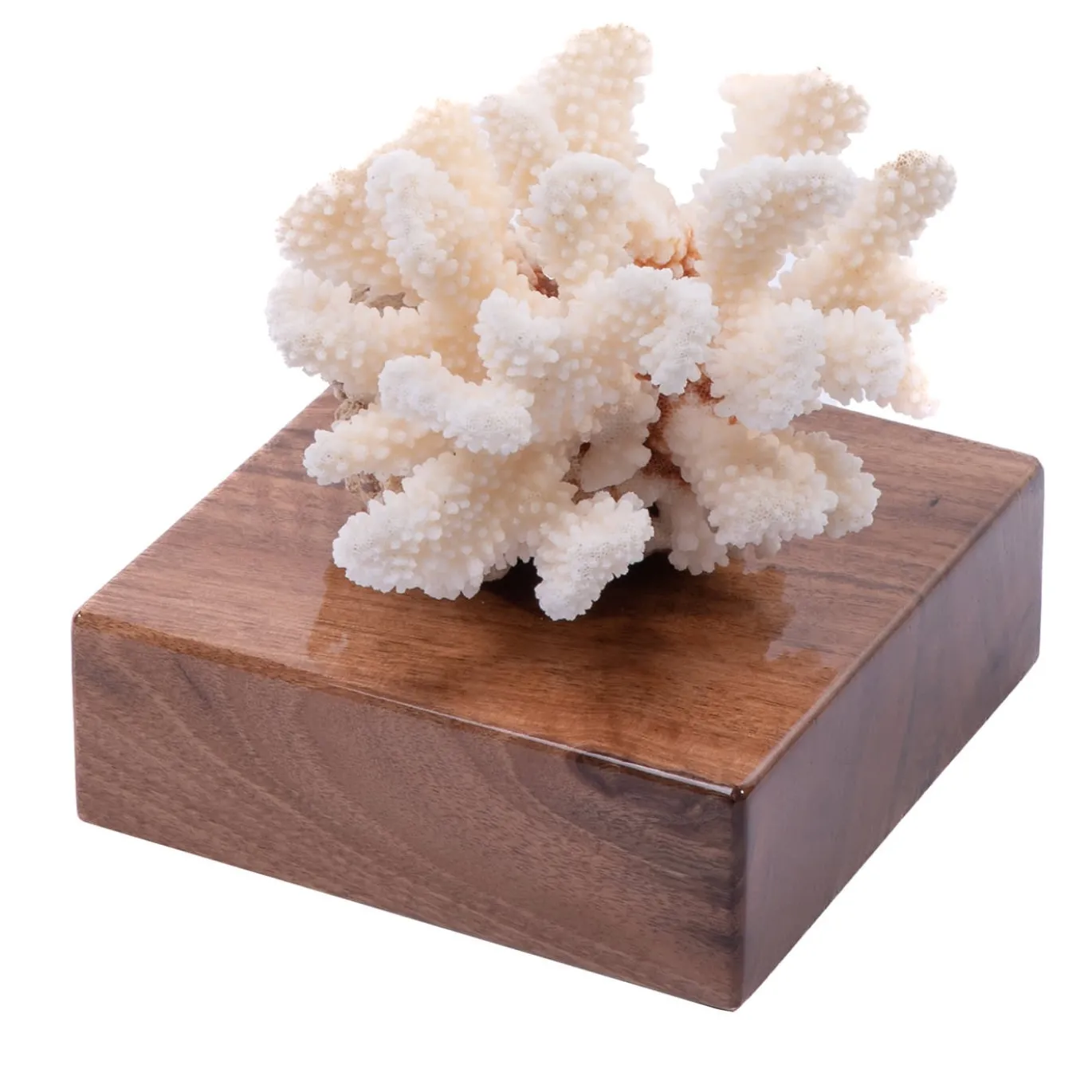 Corallo Pocillopora Meandrina su base di noce