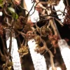 Lampadario Flower Power Manzanita