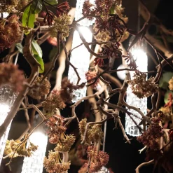 Lampadario Flower Power Manzanita
