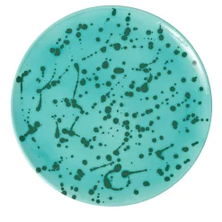 Piatto decorativo in ceramica verde e acqua