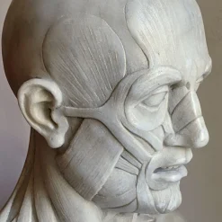 Scorticato Busto anatomico in marmo Scultura
