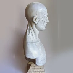 Scorticato Busto anatomico in marmo Scultura