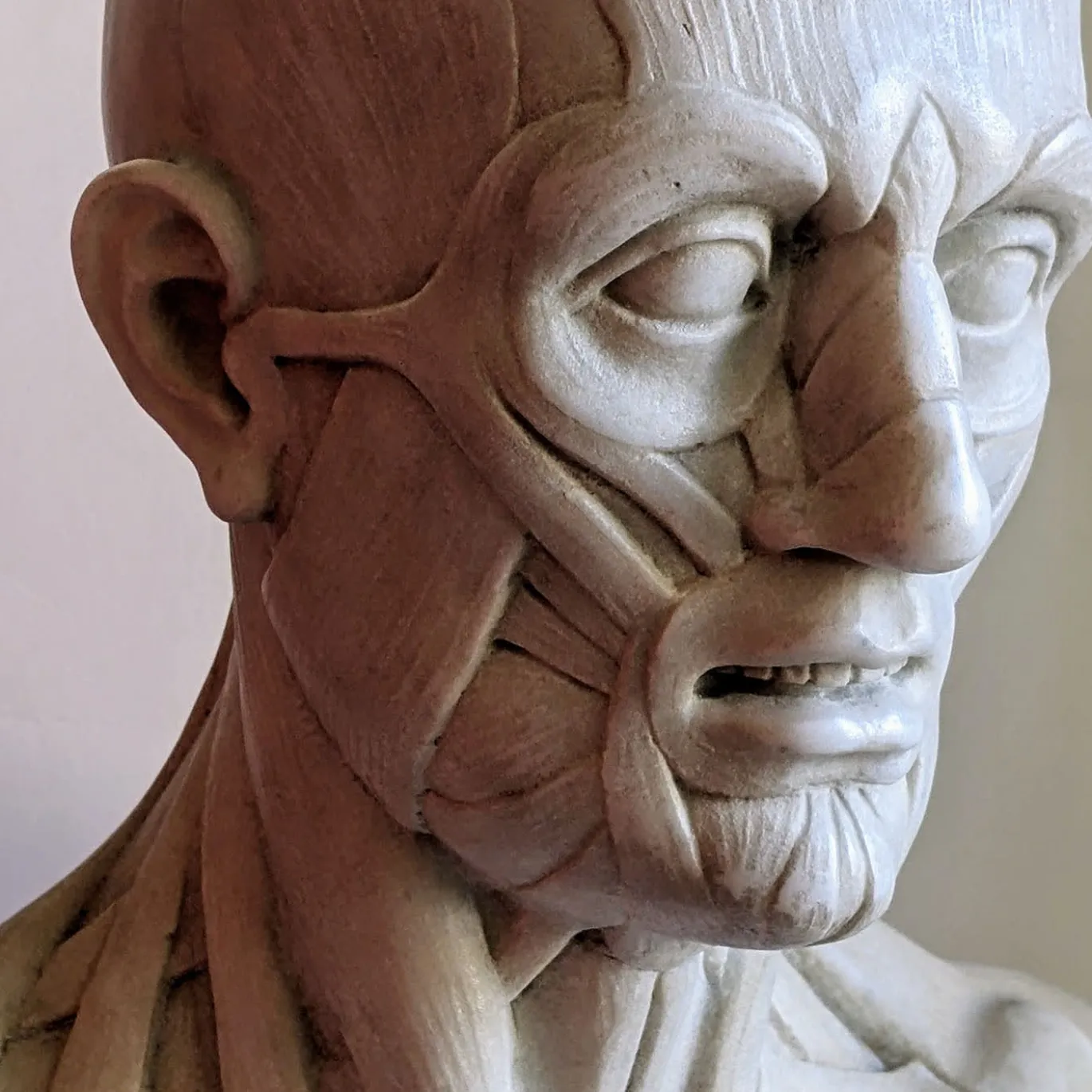 Scorticato Busto anatomico in marmo Scultura