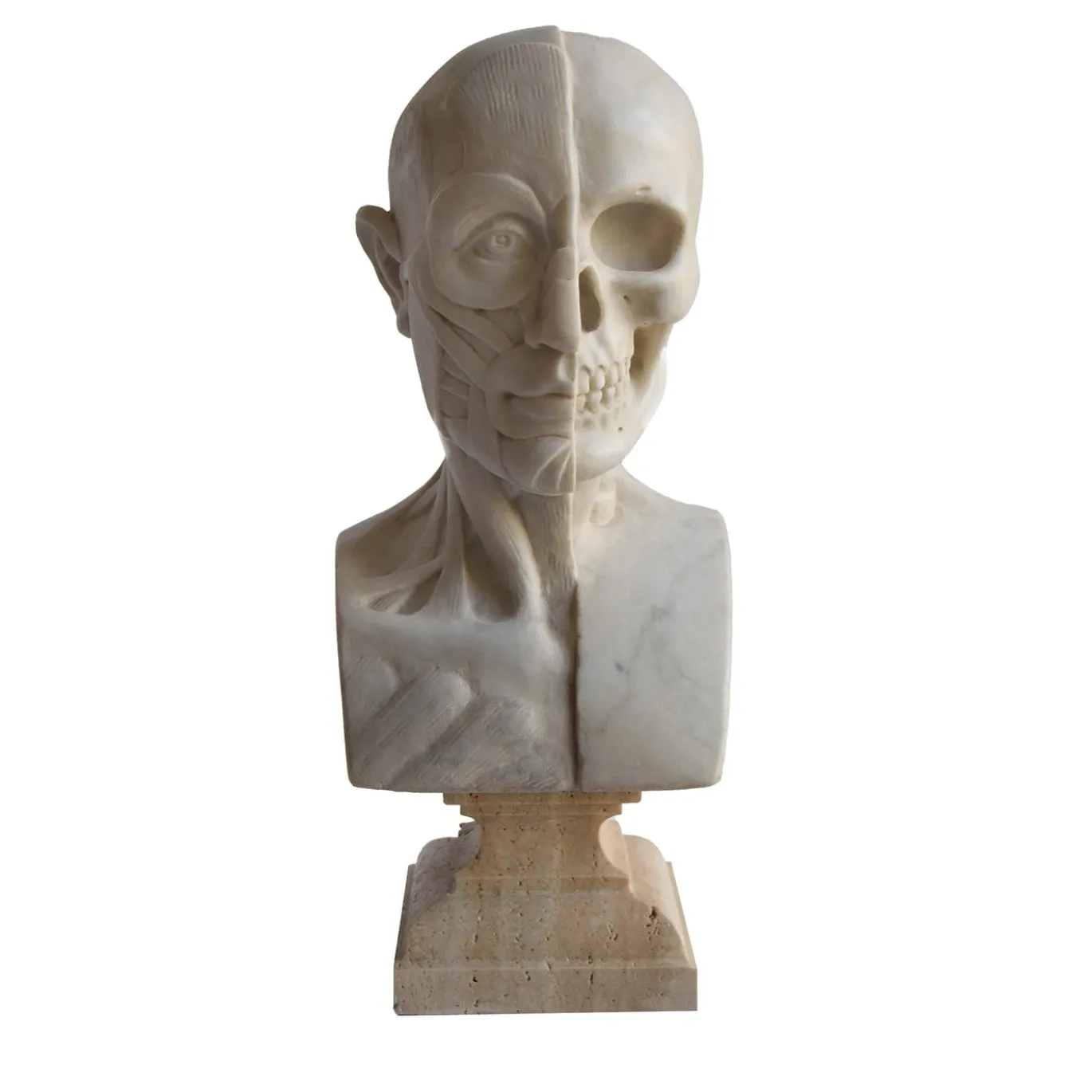 Scultura di busto anatomico in marmo di Carrara