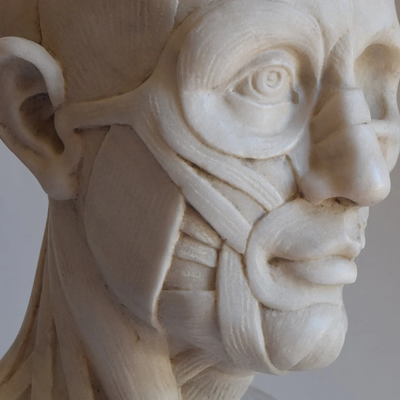Scultura di busto anatomico in marmo di Carrara