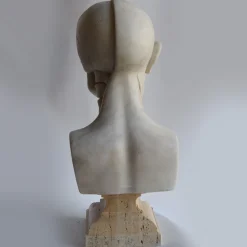 Scultura di busto anatomico in marmo di Carrara