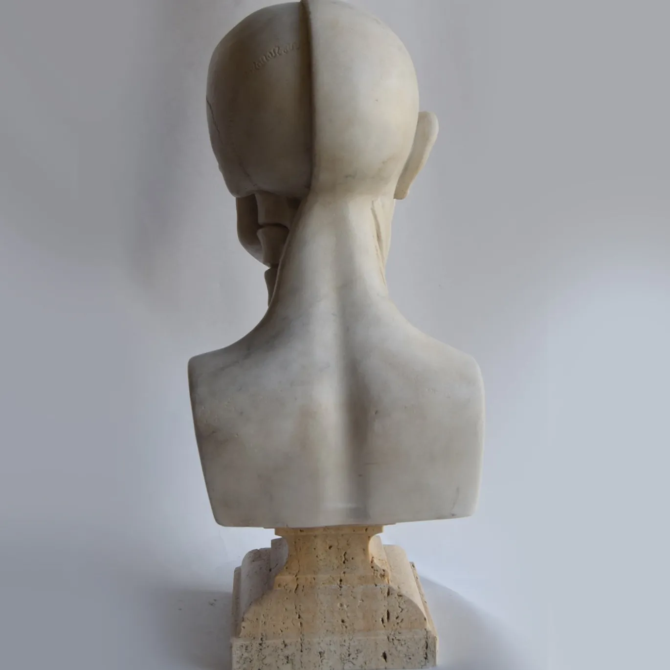 Scultura di busto anatomico in marmo di Carrara