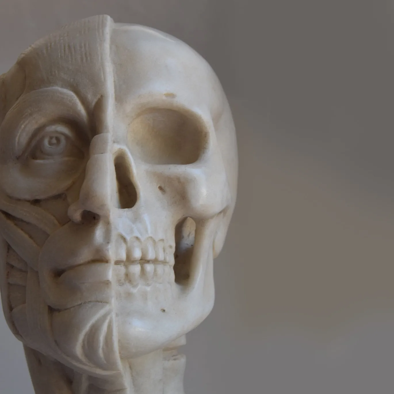 Scultura di busto anatomico in marmo di Carrara