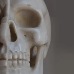 Scultura di busto anatomico in marmo di Carrara