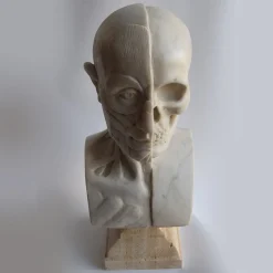Scultura di busto anatomico in marmo di Carrara