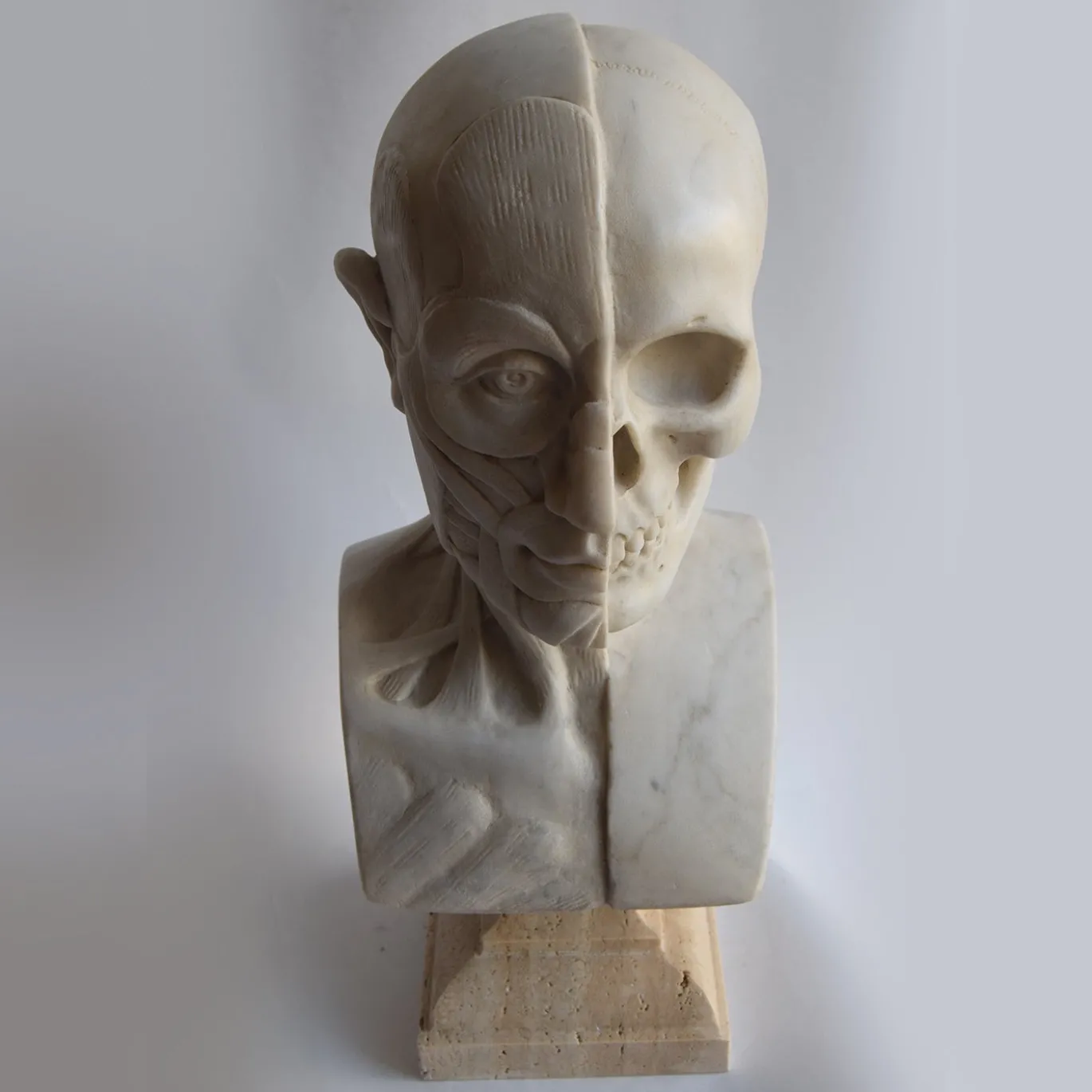 Scultura di busto anatomico in marmo di Carrara
