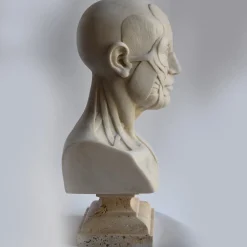 Scultura di busto anatomico in marmo di Carrara