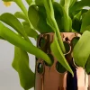 Vaso da fiori Venere 25