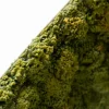 Vaso di muschio verde a rovescio