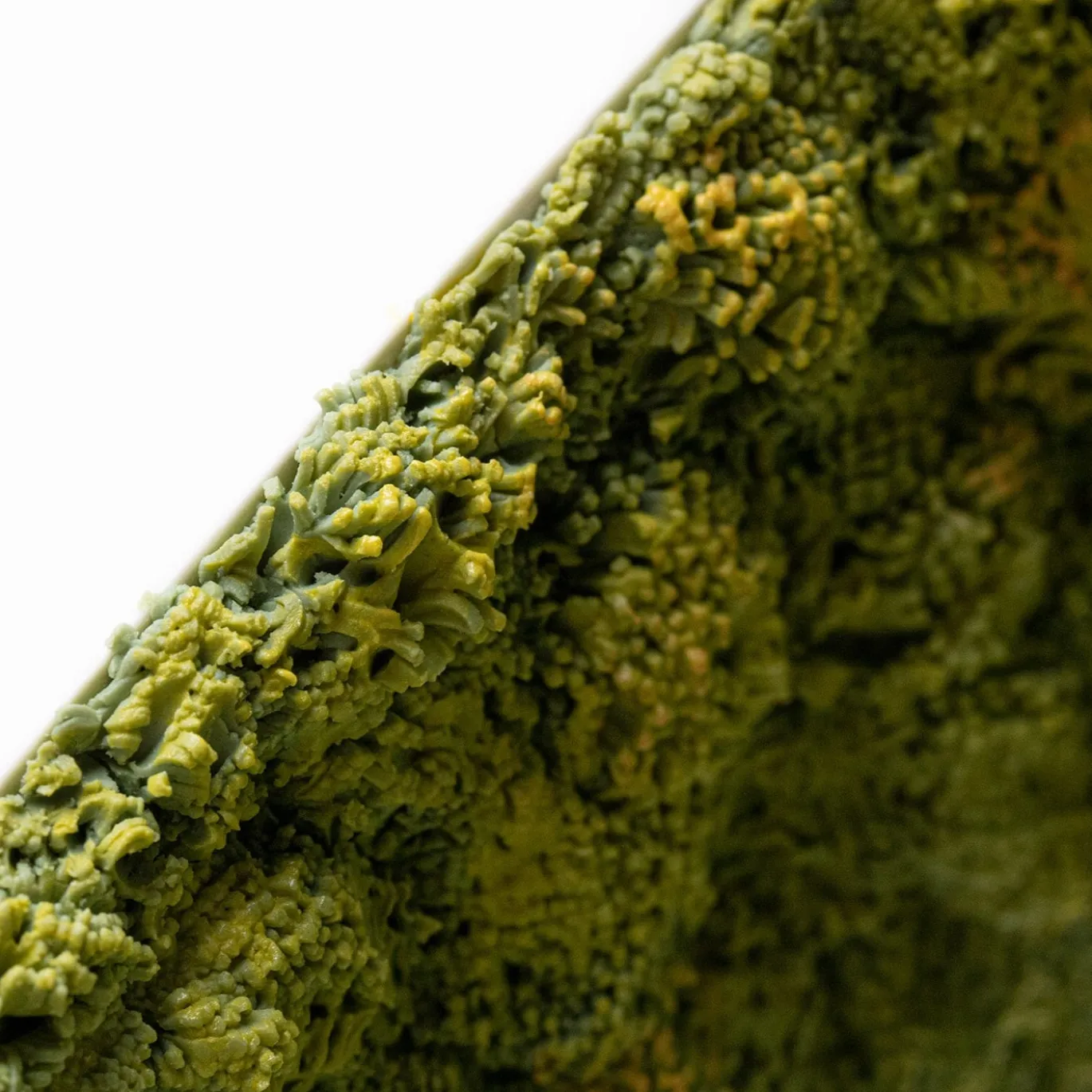Vaso di muschio verde a rovescio