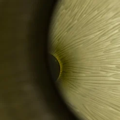 Vaso Laguna Puparin