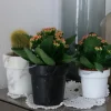 Vaso per mini cactus in marmo bianco di Carrara