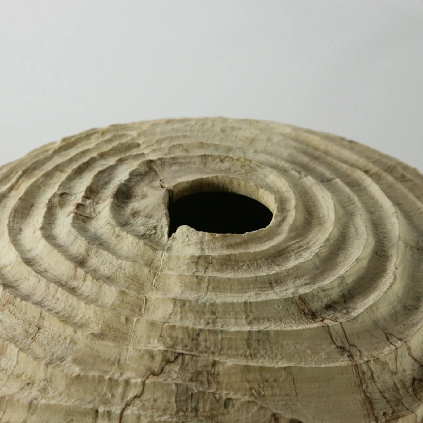 Vaso scultoreo in legno di faggio Fagus Sylvatica con scanalature concentriche