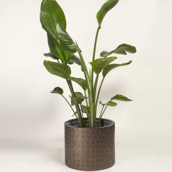 Vitis Brown Medici Cachepot
